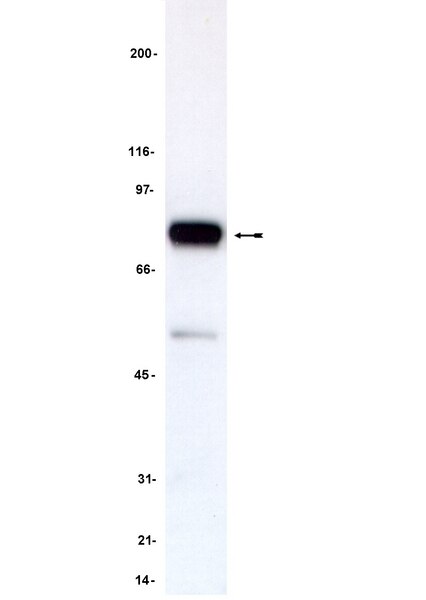 Anti-Myb Antibody, clone 1-1 | 05-175